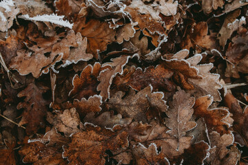 Frosty forest during winter in Romania