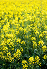 field of yellow flowers