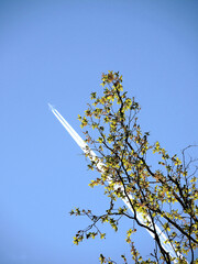 passage d'un avion sortant d'une branche dans un ciel bleu
