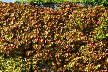 A close-up on a Virginia creeper at le Pouliguen in may 2021. France.