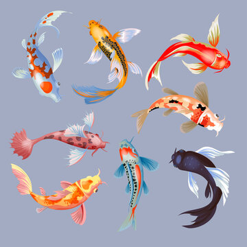 Koi Fish Images – Browse 89,083 Stock Photos, Vectors, and Video