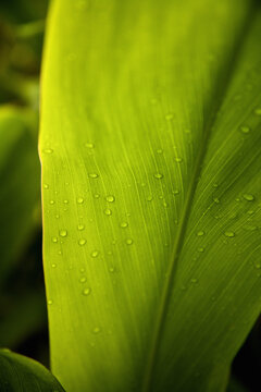 leaf with drops