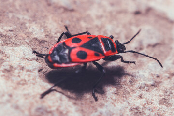 Pyrrhocoris - the most common red bug