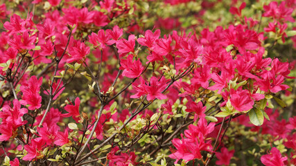 Rhododendron Hinode-giri Azalea in bloom. Spectacular clusters of cherry red flowers in mid spring...