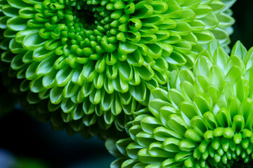 close up of a green flower