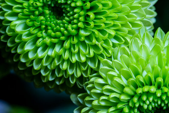 Close Up Of A Green Flower