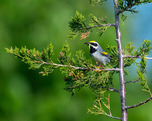 Golden-winged Warbler