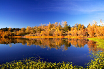 autumn in the forest