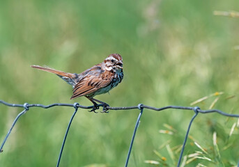 Song Sparrow