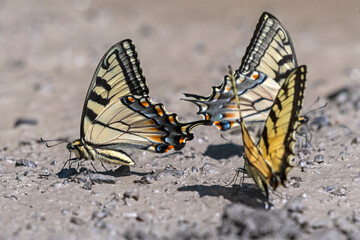 Fototapeta na wymiar Swallowtail Butterflies