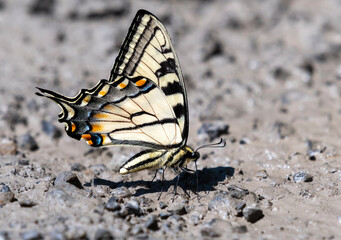 Fototapeta na wymiar Swallowtail Butterfly