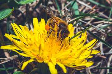 Flower bee sucking the nectar