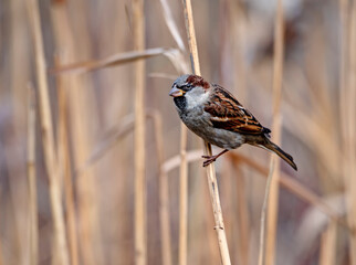 Male House Sparrow