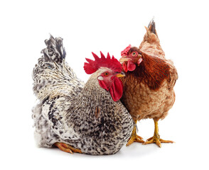 Chicken and rooster.