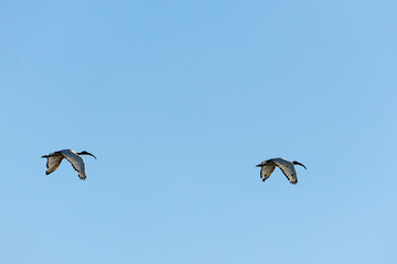 Ibis sacro in volo