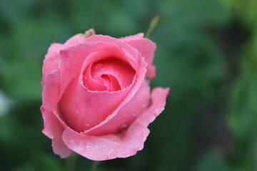 Pink rose view from above. Rose after rain with drops of water rain on a green background. Growing rose flowers