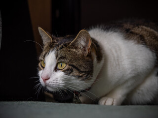Tabby Cat Playing At Home