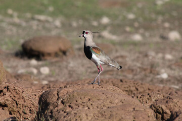 Southern Lapwing bird on the coastline
