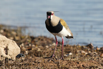 Southern Lapwing bird on the coastline