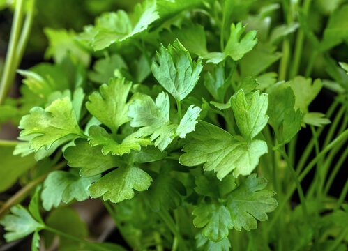 Looking down at the vibrant green leaves of the flat Italian parsley plant.