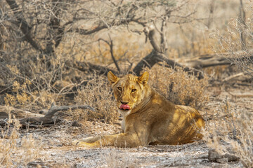 Obraz na płótnie Canvas Lioness sitting among the trees. Etosha national park, Namibia