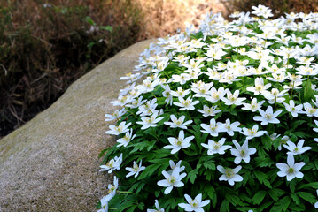 Zdjęcie przyrody przedstawiające kwitnące białe kwiaty na tle kamienia - obrazy, fototapety, plakaty