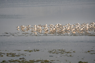 Seagulls resting on a bass