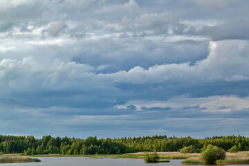 Forest on the coast of the river