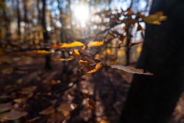 autumn leaves in the forest