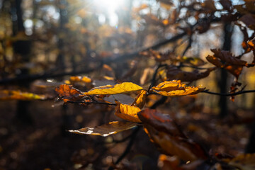 autumn leaves on the tree