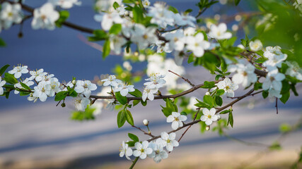 White spring flowers