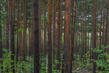 Trunks of young pine trees as a background.