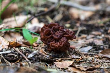 The first spring mushrooms - Gyromitra esculenta.