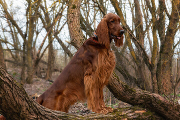 Beautiful, shiny red Irish Setter stands of trees spring
