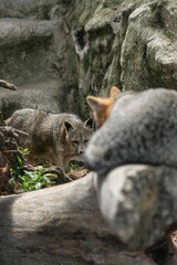 Dos zorros grises en su h&aacute;bitat