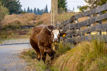 cow on a pasture