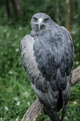 Águila del páramo de espaldas con la cabeza volteada mirando hacia la cámara y el fondo desenfocado