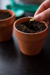 Hand seedling in a mud pot with some earth on a black wooden table 