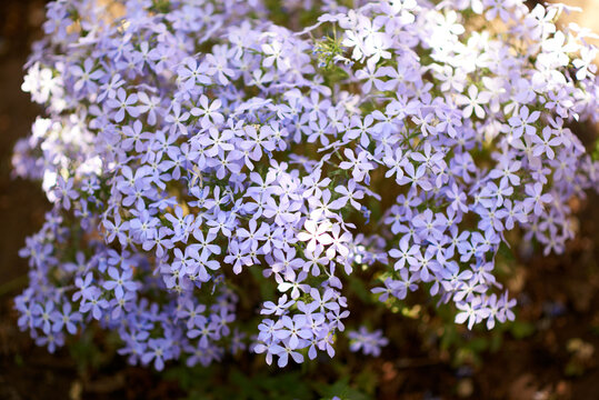 A bush of lilac phlox grows in the garden