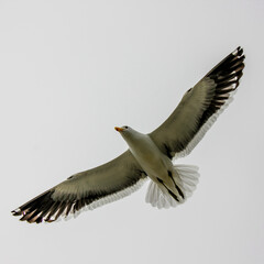 Fototapeta na wymiar Seagull flying, Africa