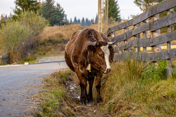 cow in the field