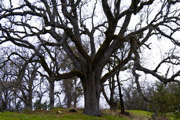 Mount Fremont, CA - Twisted Tree Limbs