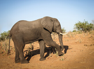 Fototapeta na wymiar Enormous, elephant walking. Chobe National Park, Botswana, Africa