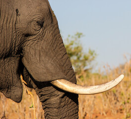 Tusks on an Enormous old elephant in Botswana African