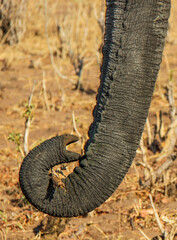 curled elephant trunk
