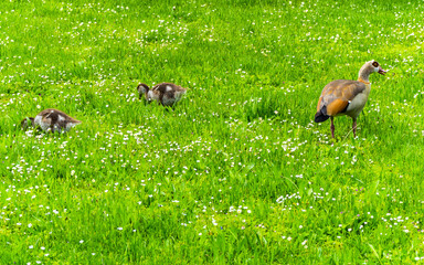Egyptian goose with its goslings on green meadow with daisies