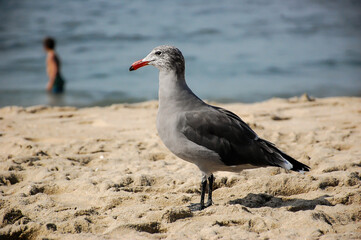 seagull on the beach