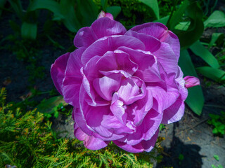 beautiful pink tulip