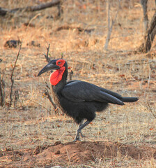 Ground hornbill in Botswana, Africa