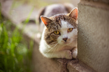 Portrait of a fat cat resting in a spring garden